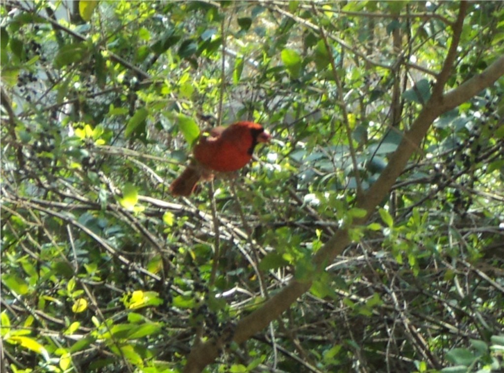 Cardinal Spring