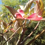 Dogwood+flower+tree