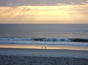 The Birds enjoying the Beach with me